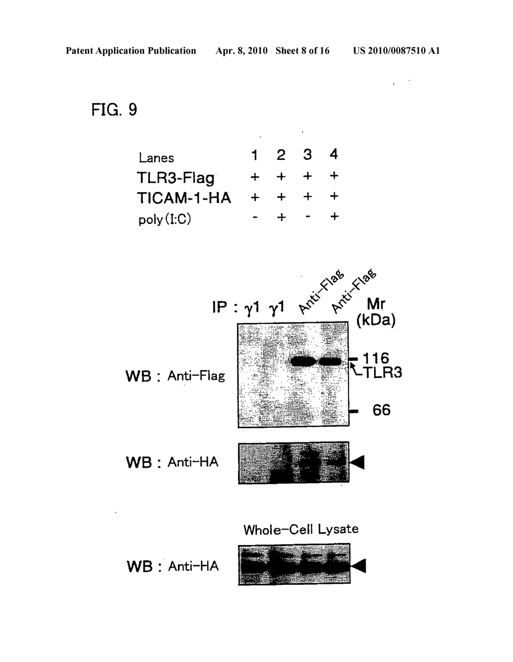 Novel Adaptor protein that binds to mammalian toll-like receptor 3 and gene thereof - diagram, schematic, and image 09