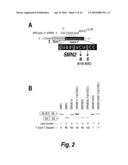 SPINAL MUSCULAR ATROPHY (SMA) TREATMENT VIA TARGETING OF SMN2 SPLICE SITE INHIBITORY SEQUENCES diagram and image