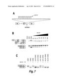 SPINAL MUSCULAR ATROPHY (SMA) TREATMENT VIA TARGETING OF SMN2 SPLICE SITE INHIBITORY SEQUENCES diagram and image