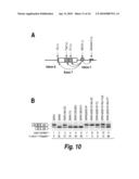 SPINAL MUSCULAR ATROPHY (SMA) TREATMENT VIA TARGETING OF SMN2 SPLICE SITE INHIBITORY SEQUENCES diagram and image