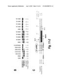 SPINAL MUSCULAR ATROPHY (SMA) TREATMENT VIA TARGETING OF SMN2 SPLICE SITE INHIBITORY SEQUENCES diagram and image