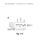 SPINAL MUSCULAR ATROPHY (SMA) TREATMENT VIA TARGETING OF SMN2 SPLICE SITE INHIBITORY SEQUENCES diagram and image