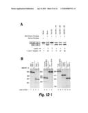 SPINAL MUSCULAR ATROPHY (SMA) TREATMENT VIA TARGETING OF SMN2 SPLICE SITE INHIBITORY SEQUENCES diagram and image