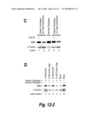 SPINAL MUSCULAR ATROPHY (SMA) TREATMENT VIA TARGETING OF SMN2 SPLICE SITE INHIBITORY SEQUENCES diagram and image