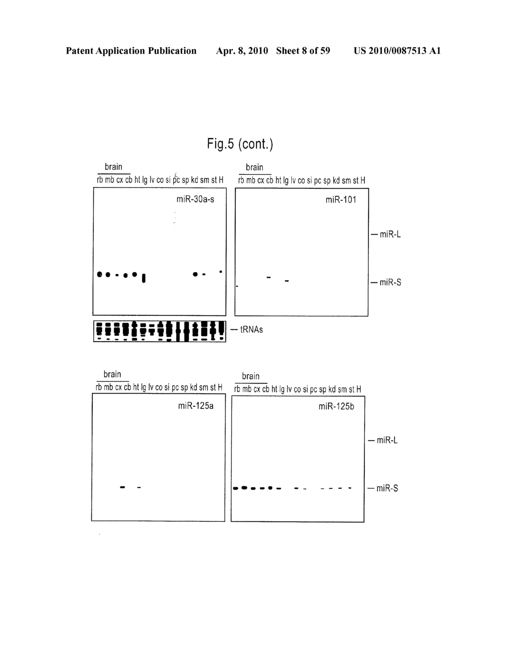 MICRORNA MOLECULES - diagram, schematic, and image 09