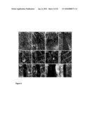 MUTATIONS IN LAMA2 GENE OF ZEBRAFISH diagram and image