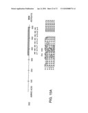 CHARACTERIZATION OF GRANULOCYTIC EHRLICHIA AND METHODS OF USE diagram and image