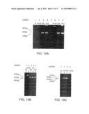 CHARACTERIZATION OF GRANULOCYTIC EHRLICHIA AND METHODS OF USE diagram and image