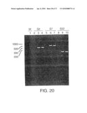 CHARACTERIZATION OF GRANULOCYTIC EHRLICHIA AND METHODS OF USE diagram and image