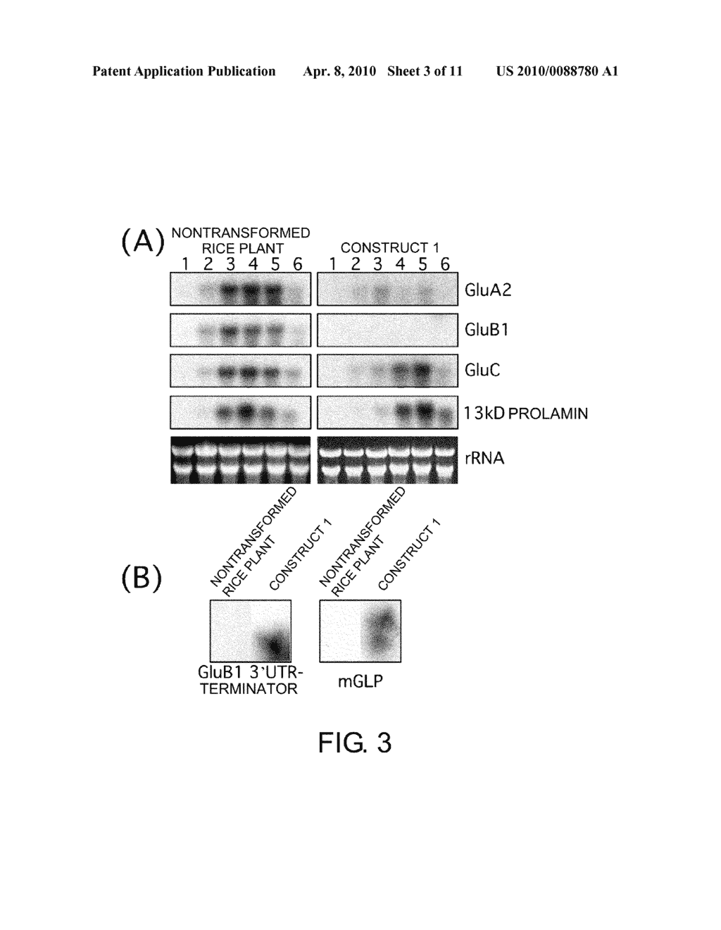 Convenient Method for Inhibition of Gene Expression Using RSIS - diagram, schematic, and image 04