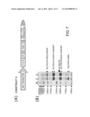 Convenient Method for Inhibition of Gene Expression Using RSIS diagram and image