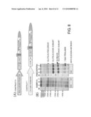 Convenient Method for Inhibition of Gene Expression Using RSIS diagram and image