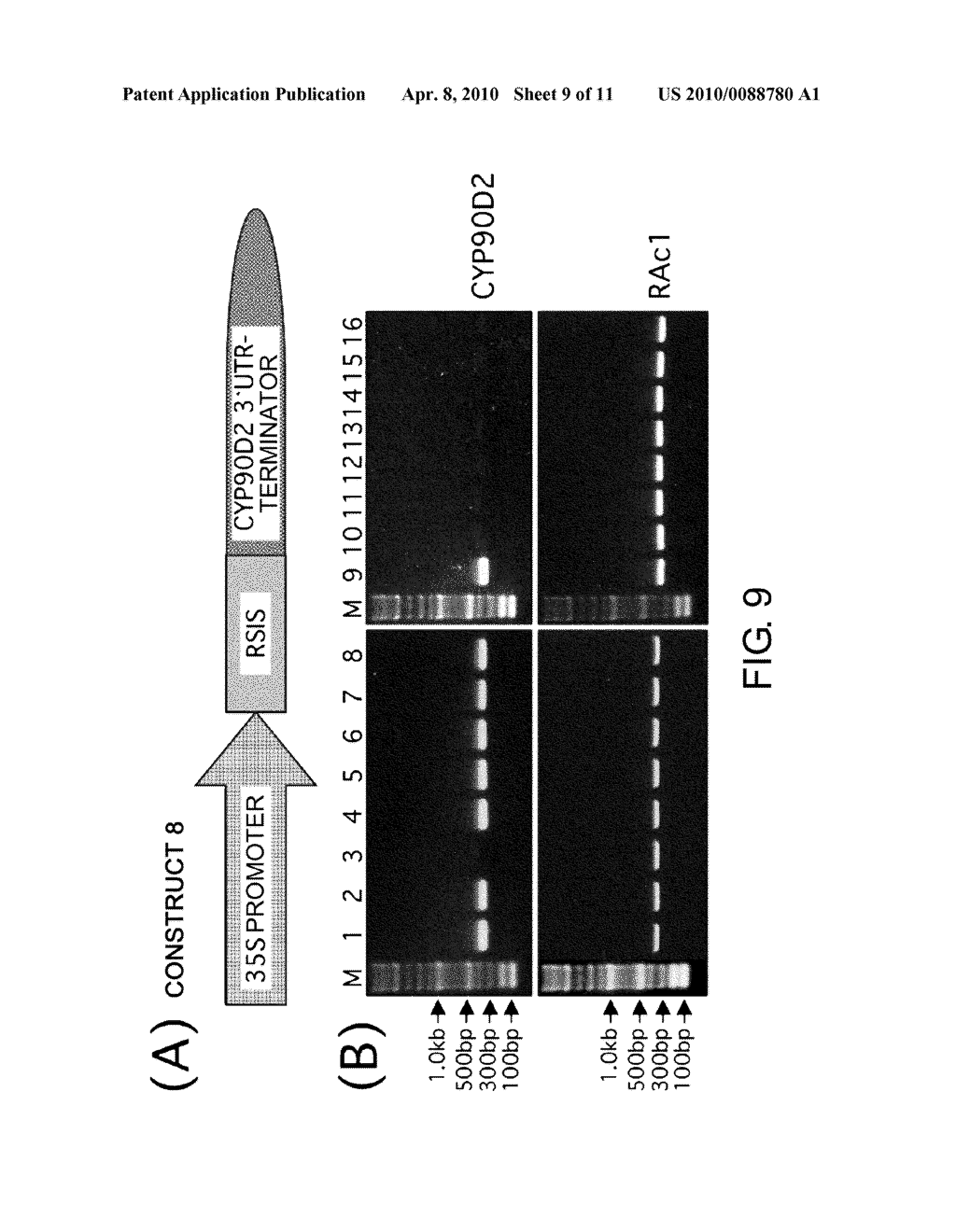 Convenient Method for Inhibition of Gene Expression Using RSIS - diagram, schematic, and image 10