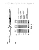 Convenient Method for Inhibition of Gene Expression Using RSIS diagram and image