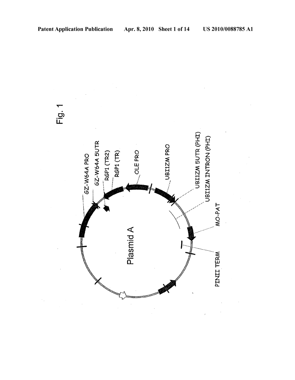 COMPOSITIONS AND METHODS FOR MODULATING EXPRESSION OF GENE PRODUCTS - diagram, schematic, and image 02