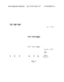 ANTI-EPCAM ANTIBODY AND USES THEREOF diagram and image