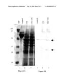 ANTIGENICITY OF INFECTIOUS PANCREATIC NECROSIS VIRUS VP2 SUB-VIRAL PARTICLES EXPRESSED IN YEAST diagram and image