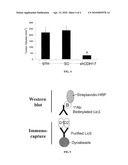 CADHERIN-17 AS DIAGNOSTIC MARKER AND THERAPEUTIC TARGET FOR LIVER CANCER diagram and image