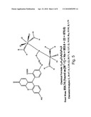 FLUORESCENT RUTHENIUM COMPOUNDS FOR DETECTING CALCIUM BINDING PROTEINS diagram and image