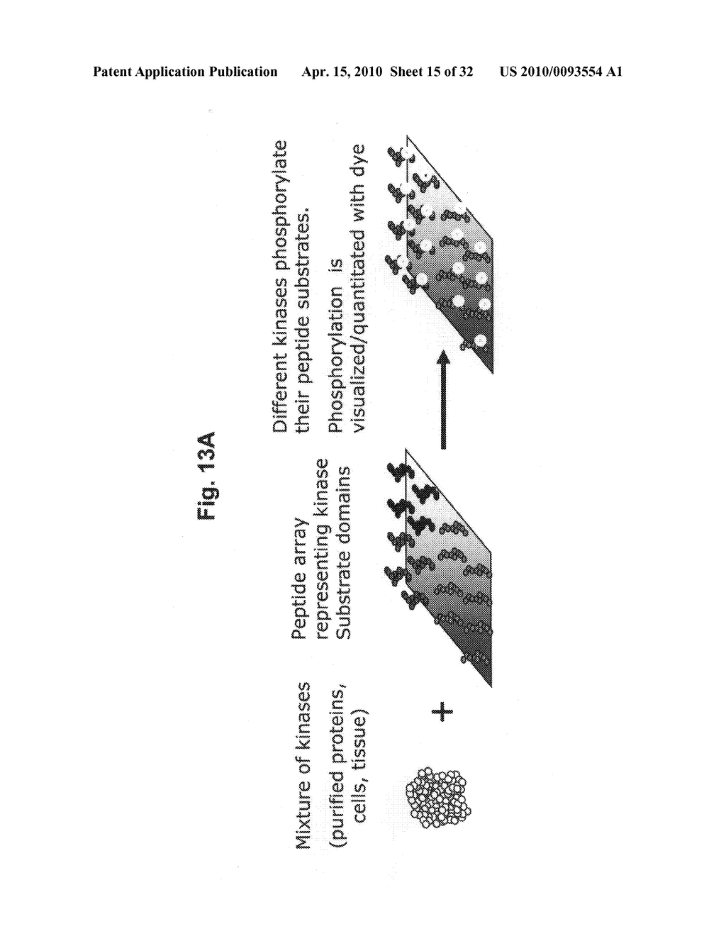 Methods for identifying biomarkers, autoantibody signatures, and stratifying subject groups using peptide arrays - diagram, schematic, and image 16