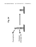 Methods for identifying biomarkers, autoantibody signatures, and stratifying subject groups using peptide arrays diagram and image