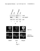 MGMT INHIBITOR COMBINATION FOR THE TREATMENT OF NEOPLASTIC DISORDERS diagram and image