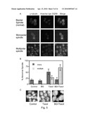 MGMT INHIBITOR COMBINATION FOR THE TREATMENT OF NEOPLASTIC DISORDERS diagram and image