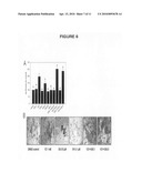 Compositions and methods of the treatment of obesity and osteoporosis diagram and image