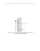 Biopolymer Conjugates Comprising an Interleukin-11 Analog diagram and image