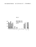 DIMERIC HIGH AFFINITY EGFR CONSTRUCTS AND USES THEREOF diagram and image