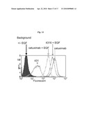 DIMERIC HIGH AFFINITY EGFR CONSTRUCTS AND USES THEREOF diagram and image