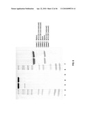 Anti-IGF-1R Antibodies and Uses Thereof diagram and image