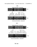 Anti-IGF-1R Antibodies and Uses Thereof diagram and image