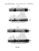 Anti-IGF-1R Antibodies and Uses Thereof diagram and image