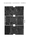 Anti-IGF-1R Antibodies and Uses Thereof diagram and image