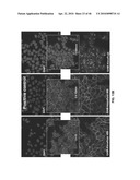 Anti-IGF-1R Antibodies and Uses Thereof diagram and image