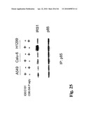 Anti-IGF-1R Antibodies and Uses Thereof diagram and image