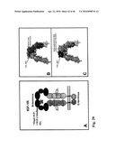 Anti-IGF-1R Antibodies and Uses Thereof diagram and image