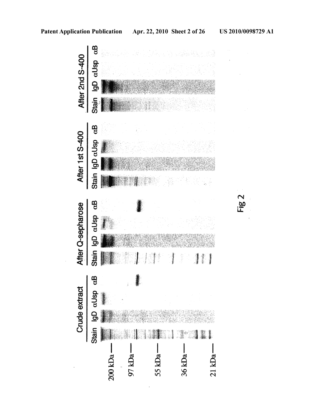 NOVEL SURFACE EXPOSED IMMUNOGLOBULIN D-BINDING PROTEIN FROM FORAXELLA CATARRHALIS - diagram, schematic, and image 03