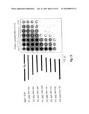 NOVEL SURFACE EXPOSED IMMUNOGLOBULIN D-BINDING PROTEIN FROM FORAXELLA CATARRHALIS diagram and image