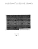 Method for Imprinting and Erasing Amorphous Metal Alloys diagram and image