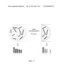 Methods for determination of haplotype dissection diagram and image