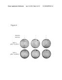 GENETIC SELECTION SYSTEM FOR IMPROVING RECOMBINANT PROTEIN EXPRESSION diagram and image