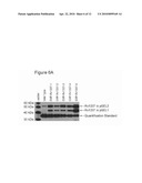 GENETIC SELECTION SYSTEM FOR IMPROVING RECOMBINANT PROTEIN EXPRESSION diagram and image