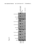 GENETIC SELECTION SYSTEM FOR IMPROVING RECOMBINANT PROTEIN EXPRESSION diagram and image