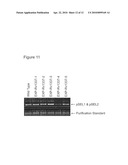 GENETIC SELECTION SYSTEM FOR IMPROVING RECOMBINANT PROTEIN EXPRESSION diagram and image