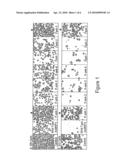 VECTORS AND METHODS FOR ENHANCED CELL LONGEVITY AND PROTEIN EXPRESSION diagram and image