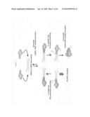 siRNA Targeting Fructose-1, 6-bisphosphatase 1 (FBP1) diagram and image