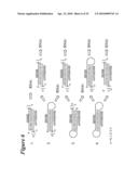 RNA INTERFERENCE MEDIATED INHIBITION OF CHECKPOINT KINASE-1 (CHK-1) GENE EXPRESSION USING SHORT INTERFERING NUCLEIC ACID (siNA) diagram and image