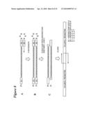 RNA INTERFERENCE MEDIATED INHIBITION OF CHECKPOINT KINASE-1 (CHK-1) GENE EXPRESSION USING SHORT INTERFERING NUCLEIC ACID (siNA) diagram and image